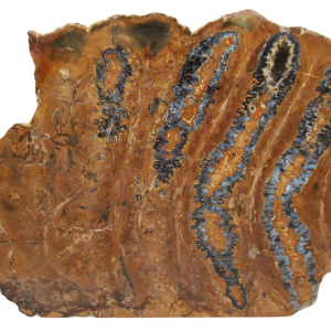 Woolly Mammoth Tooth Fossil For Sale Genuine Ice Age Fossils Tooth Slice 53 | Fossils for Sale Woolly Mammoth Tooth Fossil For Sale Genuine Ice Age Fossils Tooth Slice 53