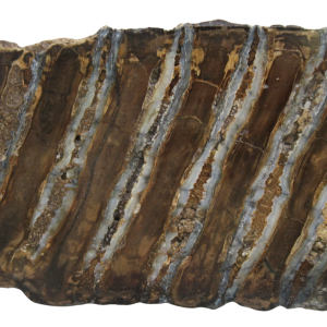 Woolly Mammoth Tooth Fossil For Sale Genuine Ice Age Fossils Tooth Slice 54 | Fossils for Sale Woolly Mammoth Tooth Fossil For Sale Genuine Ice Age Fossils Tooth Slice 54