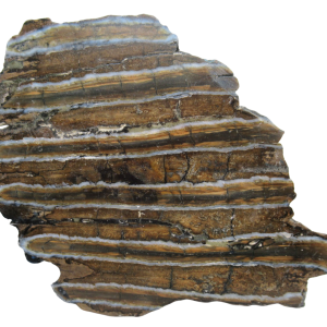 Woolly Mammoth Tooth Fossil For Sale Genuine Ice Age Fossils Tooth Slice 55 | Fossils for Sale Woolly Mammoth Tooth Fossil For Sale Genuine Ice Age Fossils Tooth Slice 55