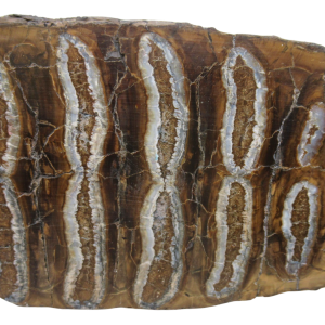 Woolly Mammoth Tooth Fossil For Sale Genuine Ice Age Fossils Tooth Slice 56 | Fossils for Sale Woolly Mammoth Tooth Fossil For Sale Genuine Ice Age Fossils Tooth Slice 56