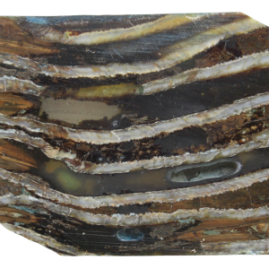 Woolly Mammoth Tooth Fossil For Sale Genuine Ice Age Fossils Tooth Slice 58 | Fossils for Sale Woolly Mammoth Tooth Fossil For Sale Genuine Ice Age Fossils Tooth Slice 58