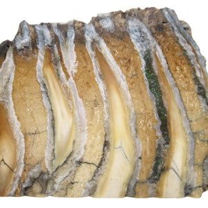 Woolly Mammoth Tooth Fossil For Sale Genuine Ice Age Fossils Tooth Slice 59 | Fossils for Sale Woolly Mammoth Tooth Fossil For Sale Genuine Ice Age Fossils Tooth Slice 59