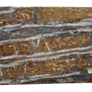 Woolly Mammoth Tooth Fossil For Sale Genuine Ice Age Fossils Tooth Slice 60 | Fossils for Sale Woolly Mammoth Tooth Fossil For Sale Genuine Ice Age Fossils Tooth Slice 60