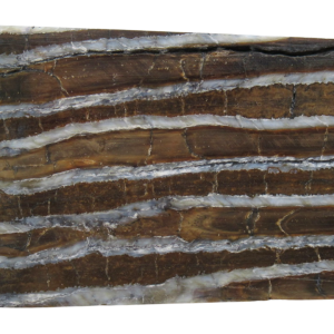 Woolly Mammoth Tooth Fossil For Sale Genuine Ice Age Fossils Tooth Slice 62 | Fossils for Sale Woolly Mammoth Tooth Fossil For Sale Genuine Ice Age Fossils Tooth Slice 62